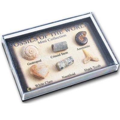 Fossils in Mini Display Case